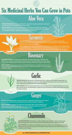 the different types of plants that grow in pots are shown on this page, with text below