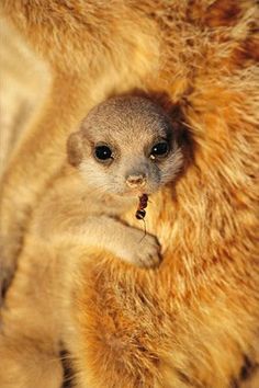 an animal that is standing up with its head on another animal's back and looking at the camera