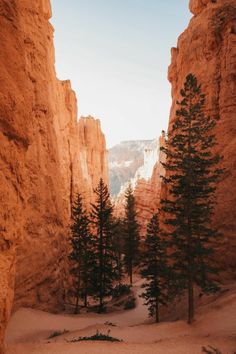 trees in the middle of a canyon surrounded by tall rock formations and cliffs with snow on them