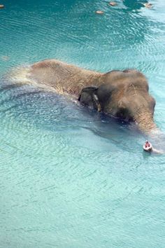 an elephant in the water with people swimming nearby