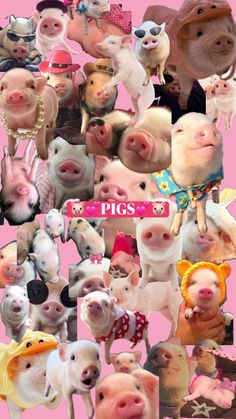 a collage of pigs in various poses and colors on a pink background with the words pig's written below