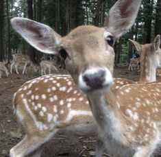 several deer standing in the woods with one looking at the camera while another looks on