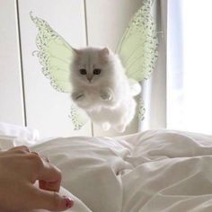 a white cat with wings flying over a bed