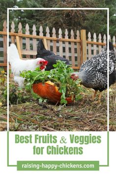 two chickens and one chicken are eating vegetables in the yard with text that reads best fruits & veggies for chickens raising - happy chickens