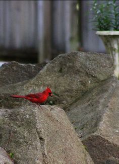 a red bird is sitting on some rocks