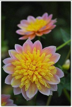 two pink and yellow flowers with green leaves in the backgrounnd, close up