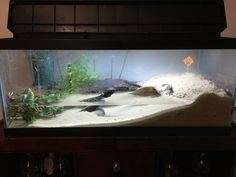 an aquarium filled with sand and plants on top of a table