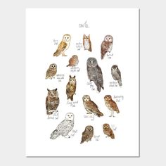 an owl's identification poster