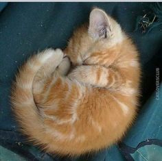 an orange kitten curled up in a ball