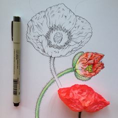 a pencil drawing of two flowers on a sheet of paper next to a crayon marker