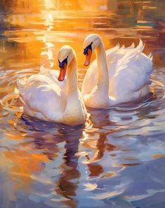 two white swans swimming in the water at sunset