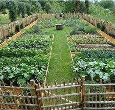 an outdoor vegetable garden with lots of green plants