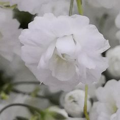 white flowers with green leaves in the background