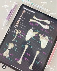 the human skeleton is displayed on a table with markers and pencils next to it