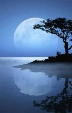 a full moon rising over the ocean with a tree on an island in the foreground