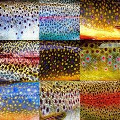 the different colors of fish are shown in this collage, which includes multicolored patterns