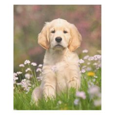 a puppy sitting in the grass surrounded by flowers