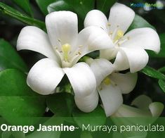 orange jasmine - muraya panculata