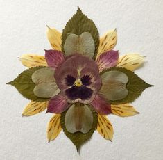 a purple and yellow flower with green leaves on it's back side, hanging from a white wall