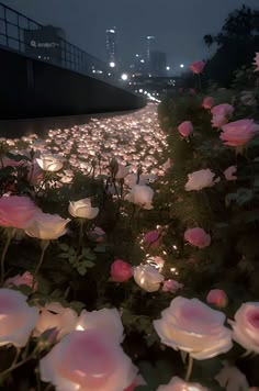 many pink roses are lit up in the night