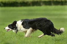 a black and white dog running in the grass