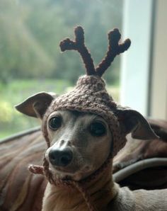 a small dog wearing a knitted reindeer hat