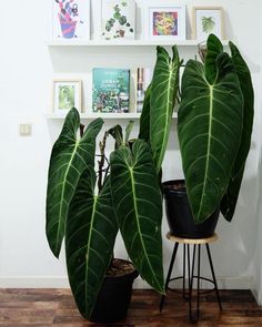 two large green plants sitting on top of a wooden floor next to a potted plant