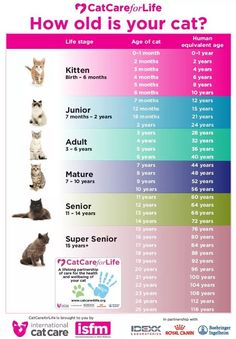 a poster with cats in different colors and sizes, including the words how old is your cat?