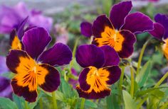 some purple and yellow flowers are in the grass