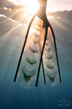 translucent fiberglass shark tooth freediving blades by taylorksea Oceanography Marine Biology, Grey Ghost, Tooth Design, Marine Biologist, The Reef, Oceanography, Ocean Vibes, The Shark