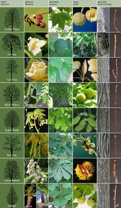 many different types of plants and trees in the same image, with pictures on each side