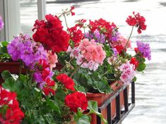 several potted plants with red, pink and purple flowers in them on a window sill