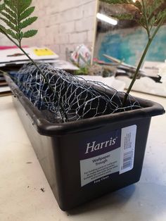 a potted plant sitting on top of a table