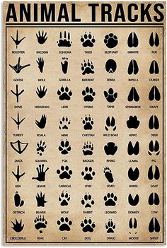 an animal tracks poster with different types of paws