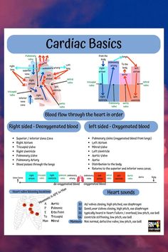 the diagram below shows how blood flow through the heart in order to form an organ