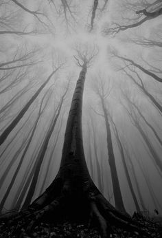 a black and white photo of a tree in the woods with foggy skies behind it