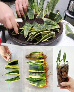 the process of cutting and growing plants in pots