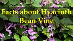 the words fact about hyacinth bean vine