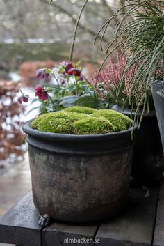 a potted plant sitting on top of a wooden table next to other pots filled with plants