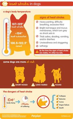 an info poster with dogs and thermometers for heat strokers on it