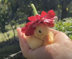 a small chicken with a red flower on its head is held in someone's hand