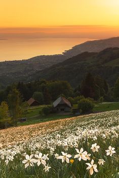 the sun is setting over a field with white daisies in front of a house