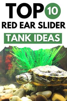 the top ten red ear slider tank ideas for aquariums and fish tanks with text overlay that reads, top 10 red ear slider tank ideas