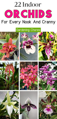 an image of orchids for every nook and cranny