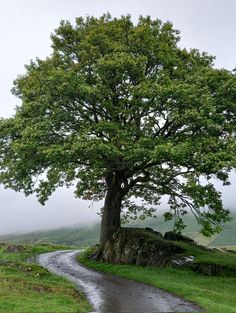 a large tree sitting on the side of a road next to a lush green hillside