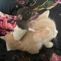 a rat is holding onto another rat on a bed