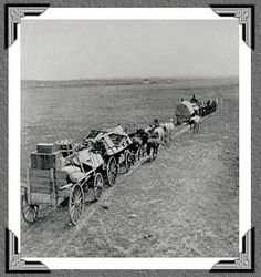 a black and white photo of horses pulling wagons