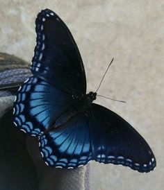 a blue butterfly sitting on top of a piece of luggage