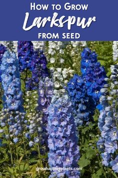 many blue and white flowers in a field