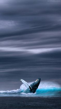 a humpback whale dives into the ocean with its mouth open and it's tail sticking out